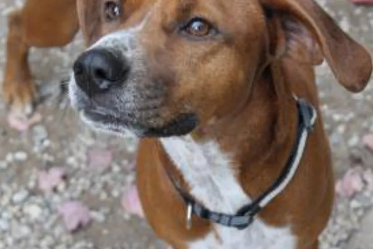 Charlevoix County Humane Society