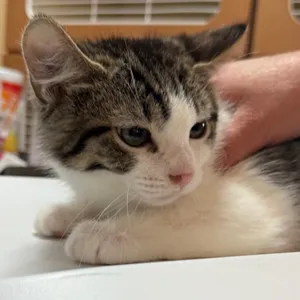 Nugget