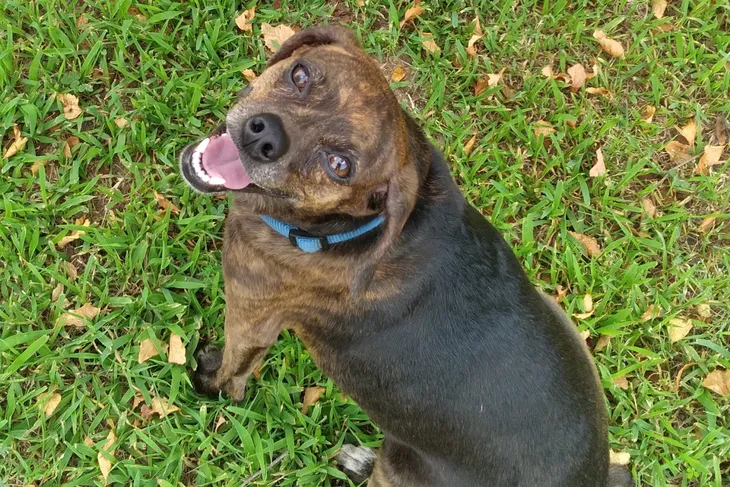 Pittsburgh Animal Shelter