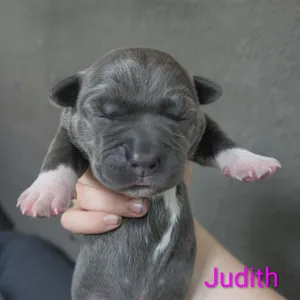 Judith