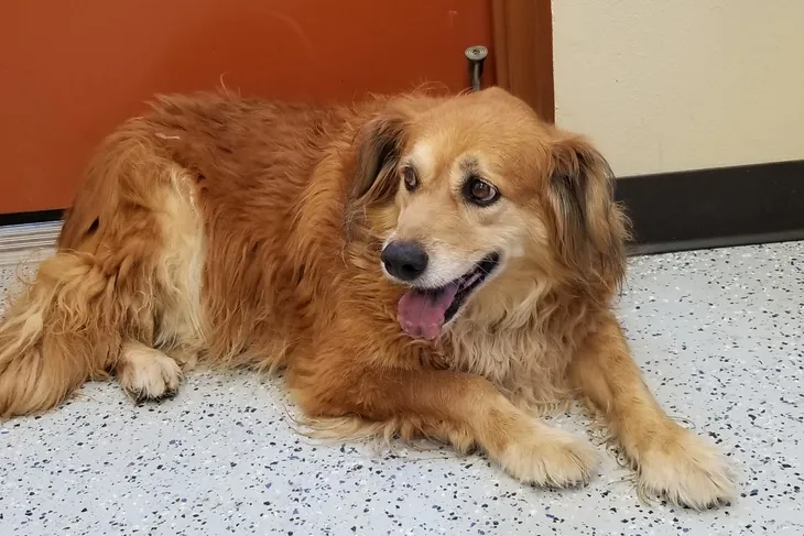Animal Shelter