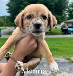 Moana