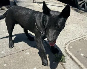 BLACKIE