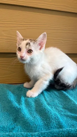 Nimbus (Green)