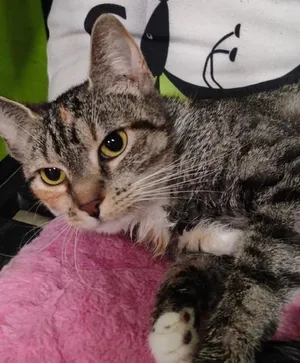 Miya
