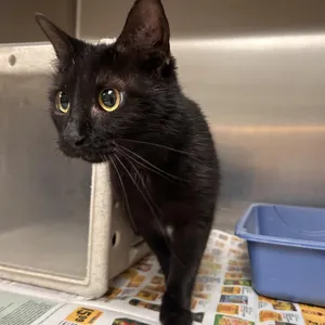 Stray - Weldon Wrenn Rd