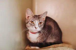 94659A Linda- PetSmart West Ashley
