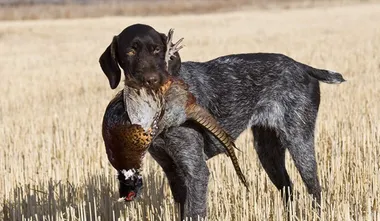 German Wirehaired Pointer
