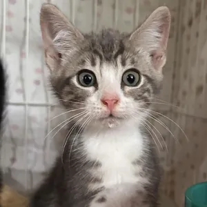 Smidge