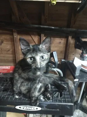Little Rosie