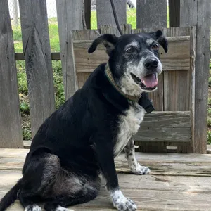 Buddy