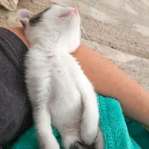 Patootie