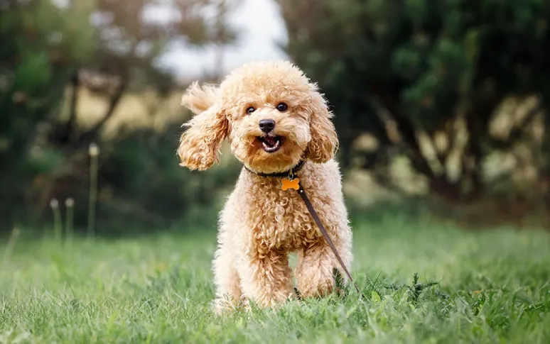 Top Hypoallergenic Dog Breeds for People With Allergies