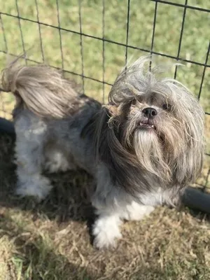 Kokie~FOSTER OR FOSTER TO ADOPT NEEDED~