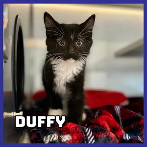Duffy