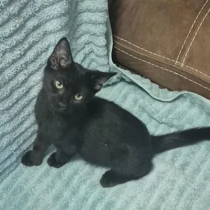 Vee