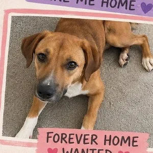 Gabby (Foster Needed)