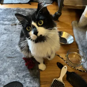 Rambo