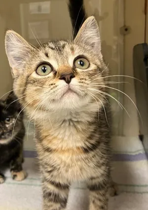 Tabitha