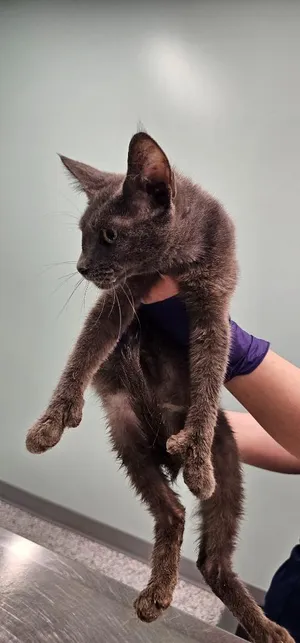 Miso