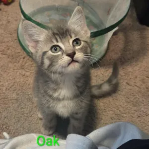 Oak