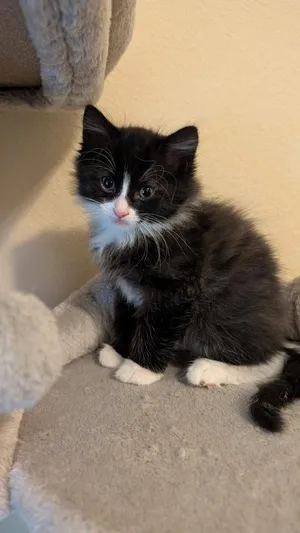 Bear Claw **Adopted**
