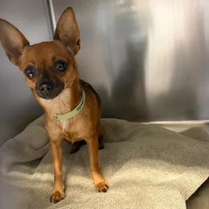 IVHS-Stray-140477