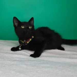 Jett