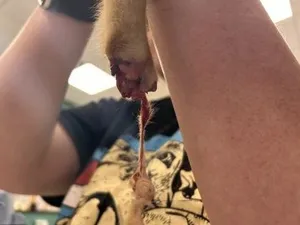 Little Foot