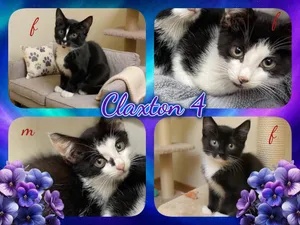 Claxton 4