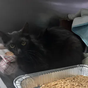 IVHS-Stray-140501