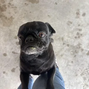 Gigi
