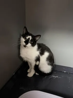 Maia