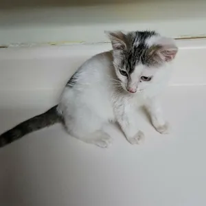 Zena
