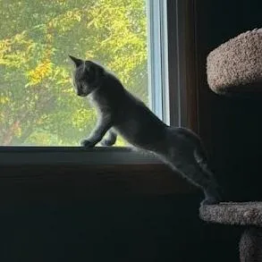 Mimi