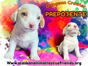 Dungeon Crawler - Prepotente