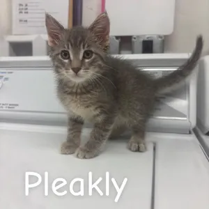 Pleakly