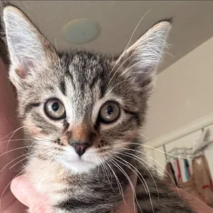 Abby The Tabby