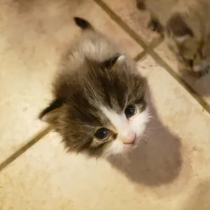 Darla