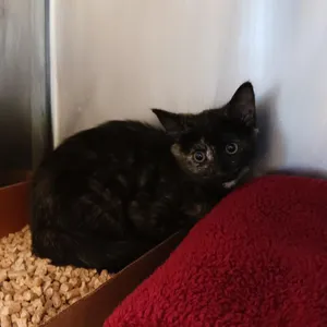 Speckles