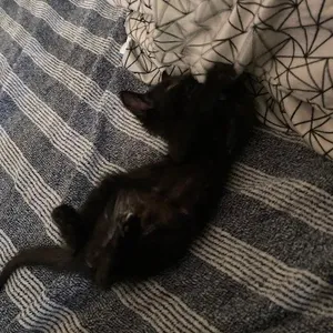 Figgy