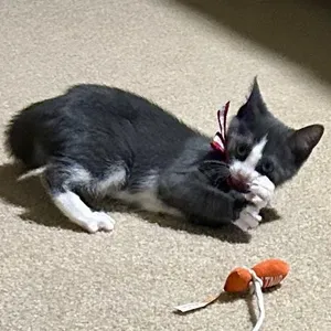 Gracie