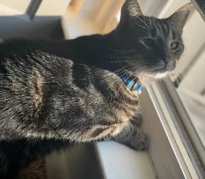 Arlo
