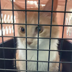 Mia
