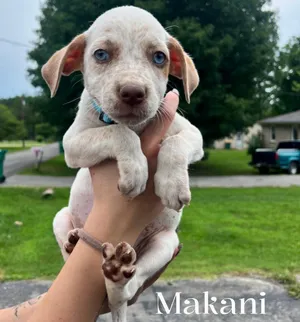 Makani
