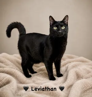 Leviathan