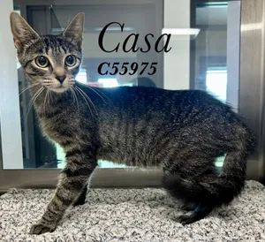 Casa