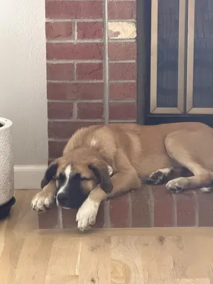 Zeke