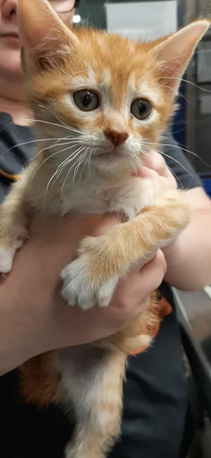 Sebastian