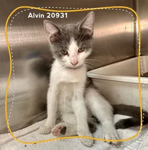 ALVIN (see also SIMON & THEODORE)